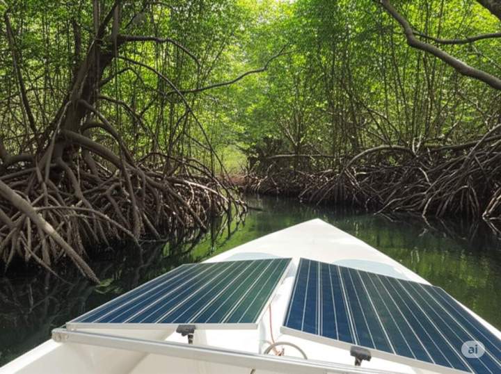 Visite mangrove Guadeloupe
