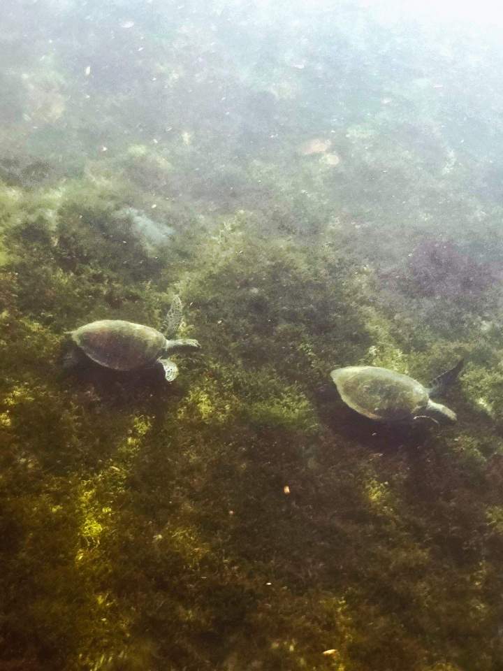 Expedition Tortue (1)