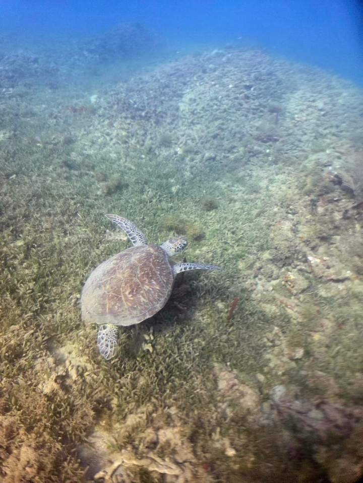 Expedition Tortue (2)