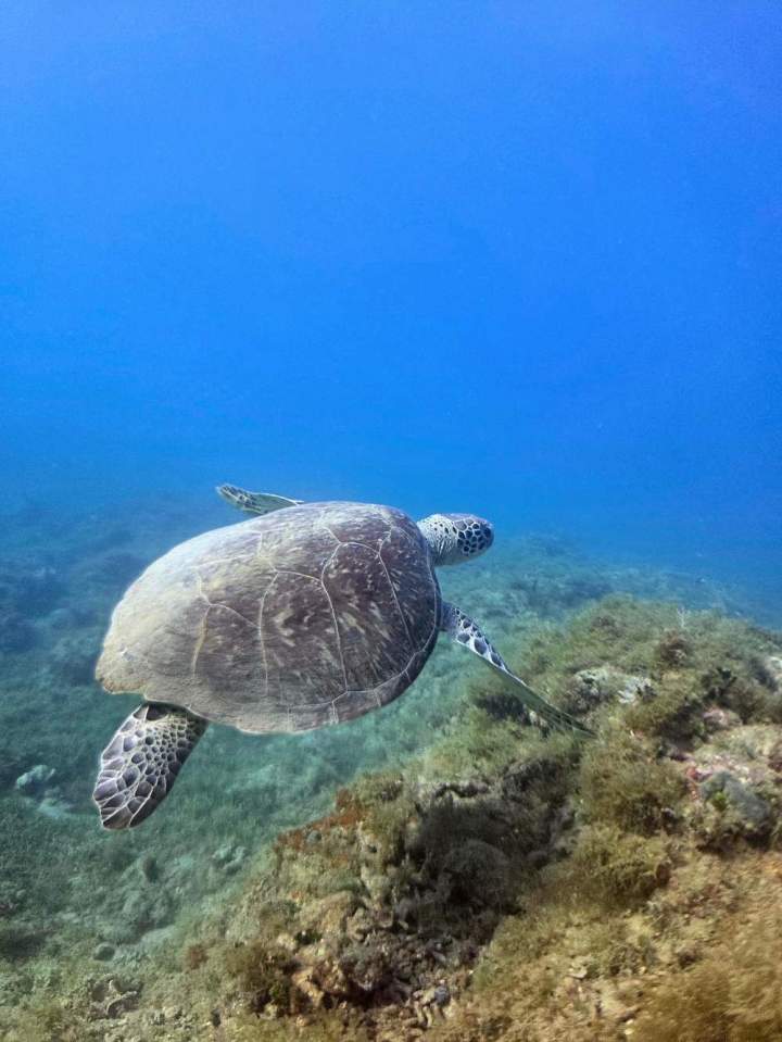 Expedition Tortue (3)