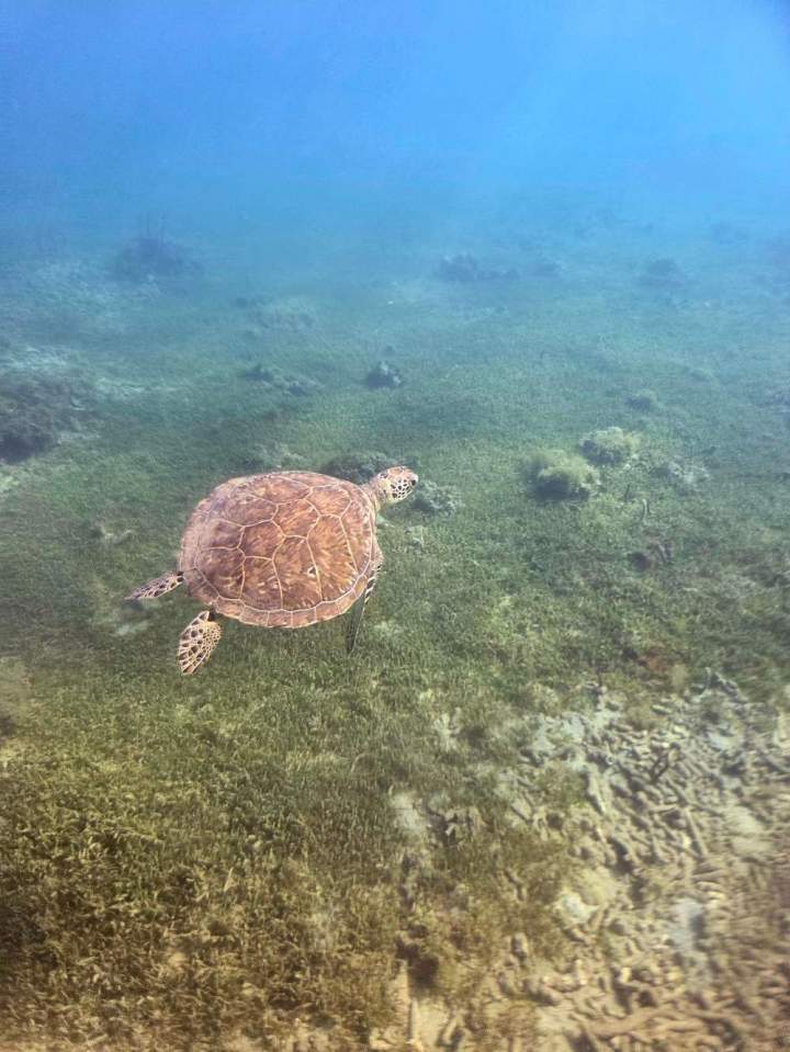 Expedition Tortue (4)