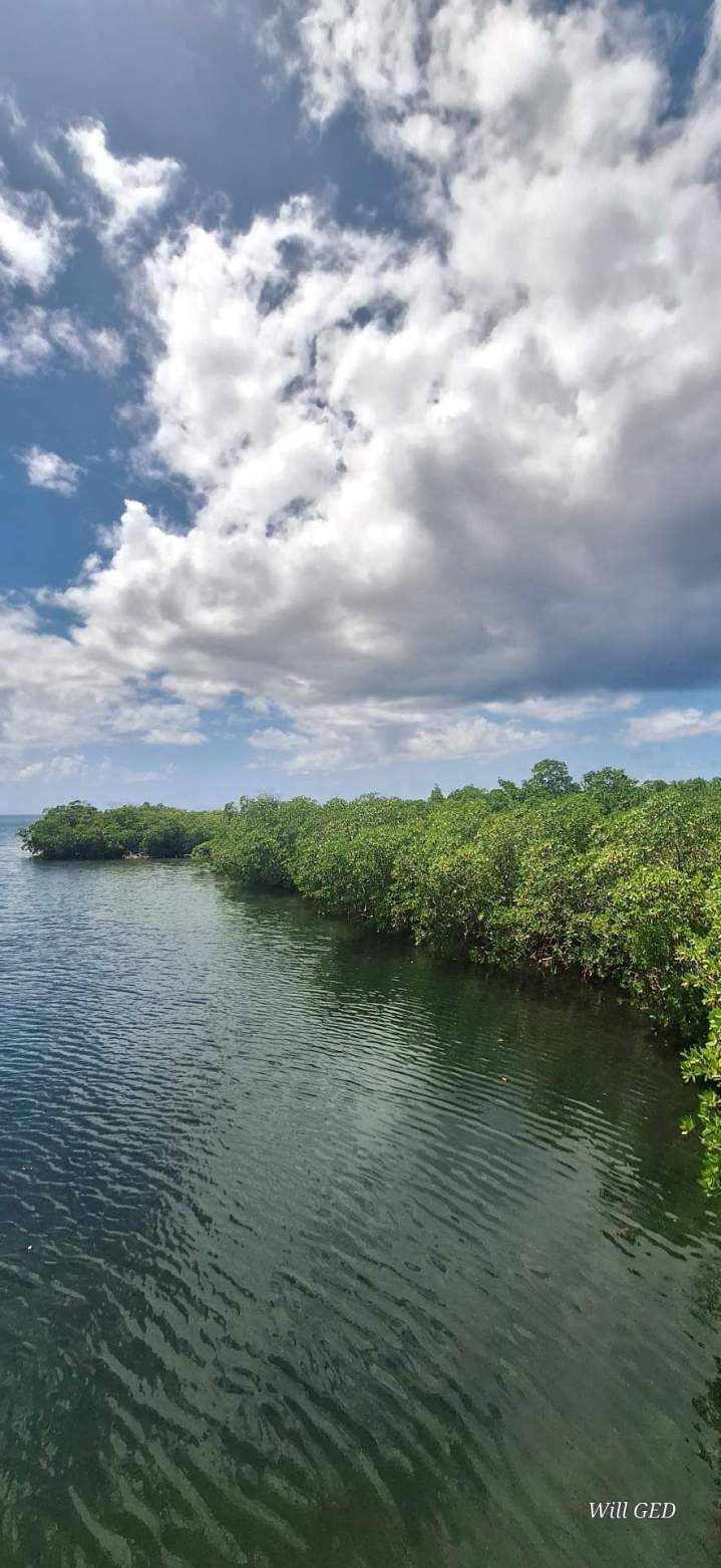 Visite de mangrove Guadeloupe