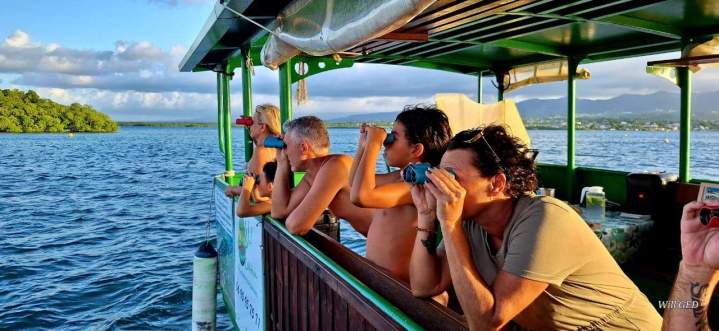 Exploration de mangrove en Guadeloupe
