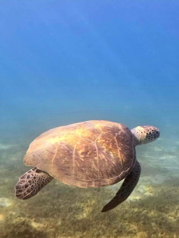 Page Acc Expedition tortue