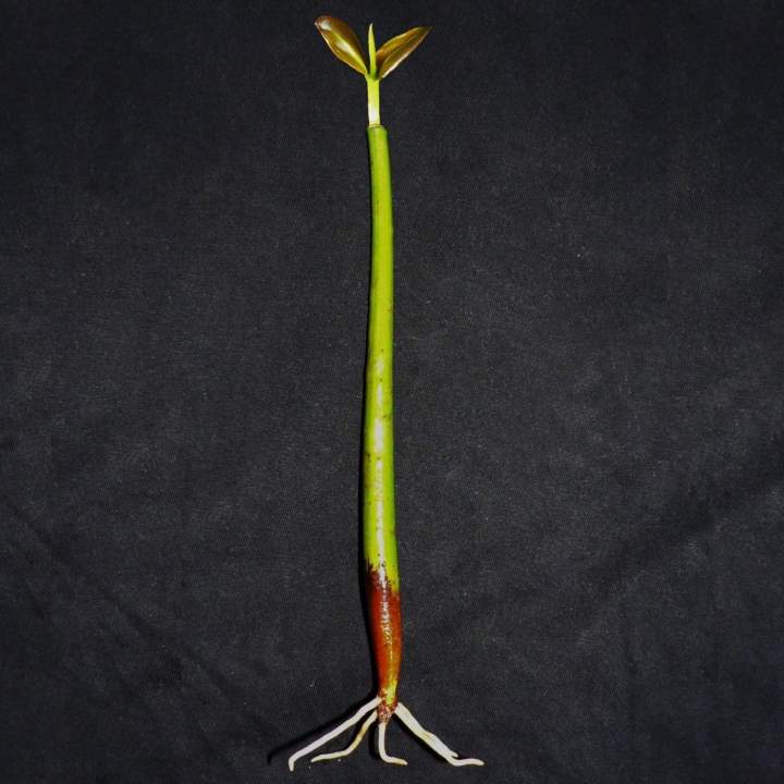 fruit flotant