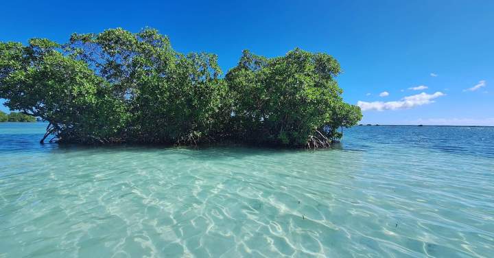 Découverte mangrove Guadeloupe