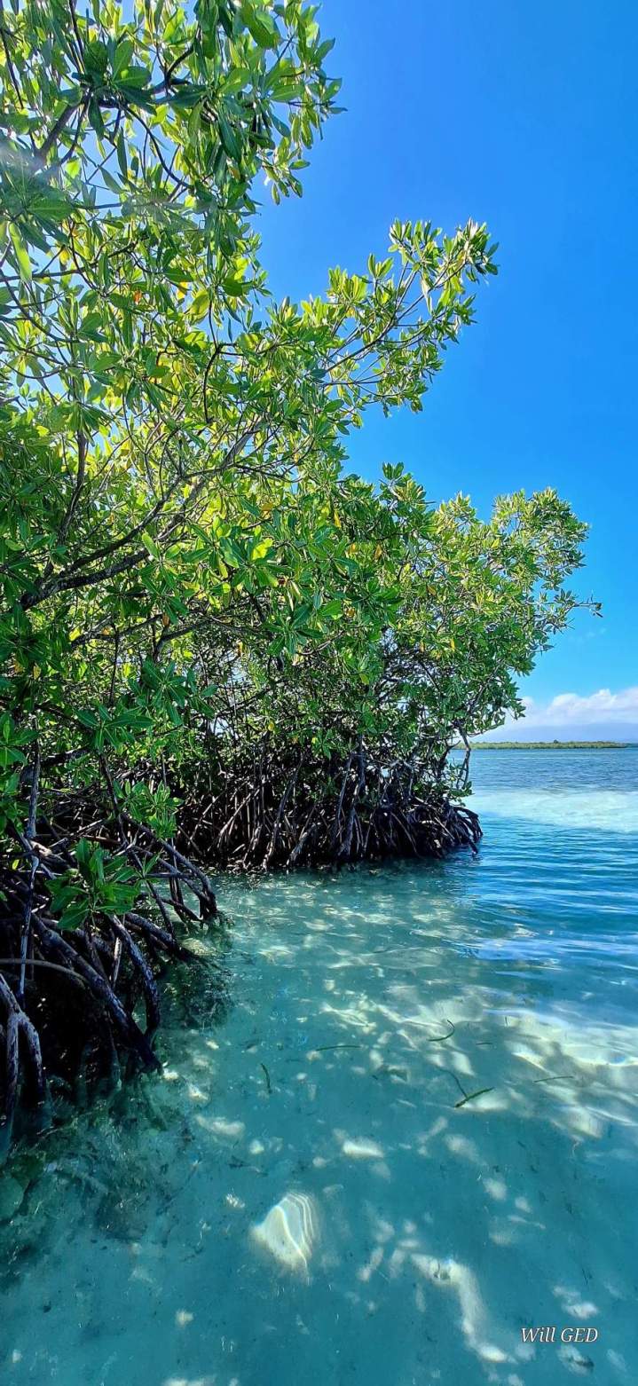 Exploration de mangrove en Guadeloupe