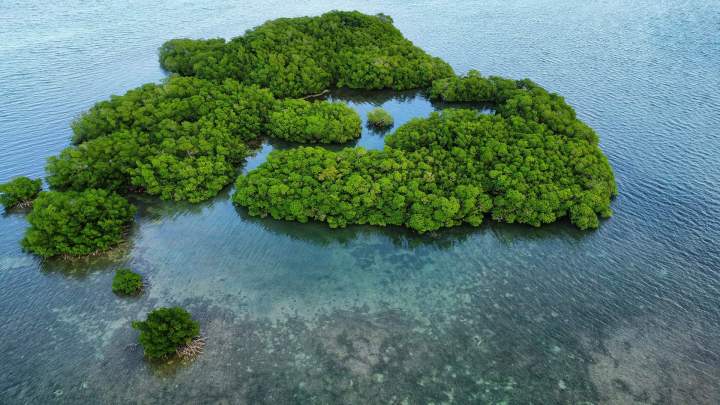 mangrove parc national 2